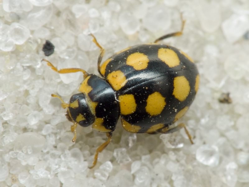 Coccinula quatuordecimpustulata (Linnaeus, 1758)